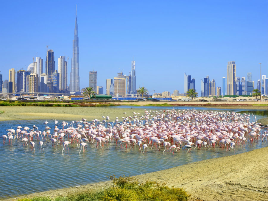 RAS AL KHOR - Ecoturism în Dubai