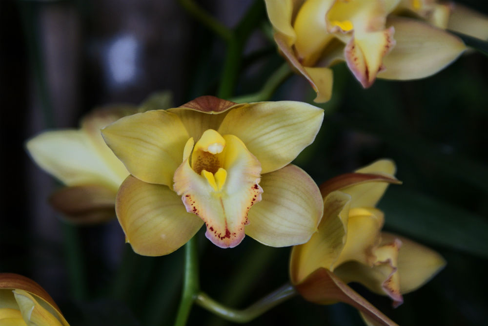 Orhidee - Insula Madagascar